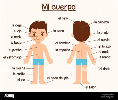 Sintético 92 Foto Partes Del Cuerpo De Un Hombre El último