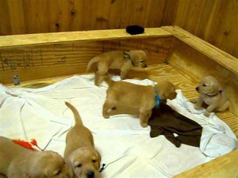 Check spelling or type a new query. 5 week old golden and lab mix puppies - YouTube