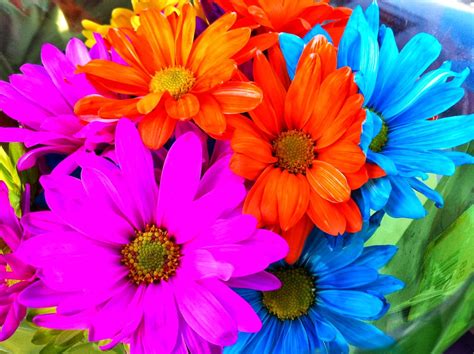 Choose from 640 free flower stock videos to download. All 4u HD Wallpaper Free Download : Rainbow Flowers ...