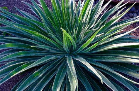 Mature leaves are alternate, usually long and pendulous, to avoid the one overriding factor determines which eucalypts can be grown in the pacific northwest: mid July garden in the Pacific Northwest | Plant Lust