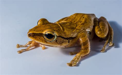 Free Images Toad Amphibian Fauna Tree Frog Vertebrate Amphibians