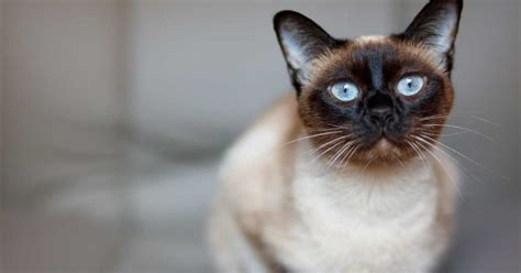 5 Common Siamese Cat Health Issues Symptoms And Treatment