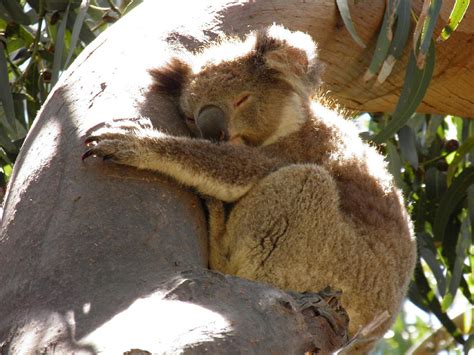 Sleepy Koala Photograph By Viktor Milenkov Fine Art America