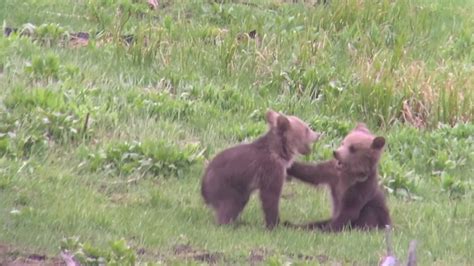 Adorable Bear Cubs Wrestling In Yellowstone Youtube