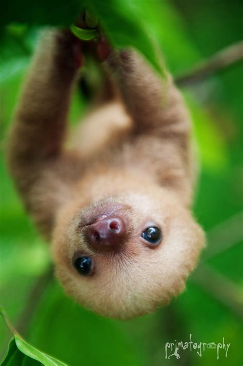 Just a cute baby sloth. Cute Sloth Wallpaper (67+ images)