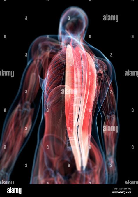 Back Muscles Anatomy High Resolution Stock Photography And Images Alamy