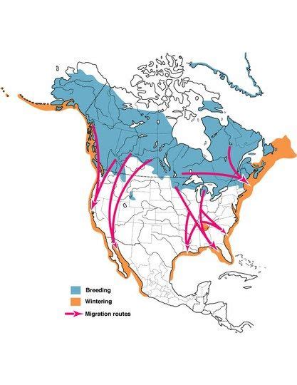 Figure 2 Common Loon Migration — Birds Of North America Online Bird