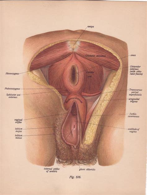 Anatomy Of The Vagina Anatomy Of The Vagina Flickr SexiezPix Web Porn