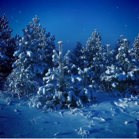 Forests Nature Night Snow Trees Ipad Wallpapers Free Download