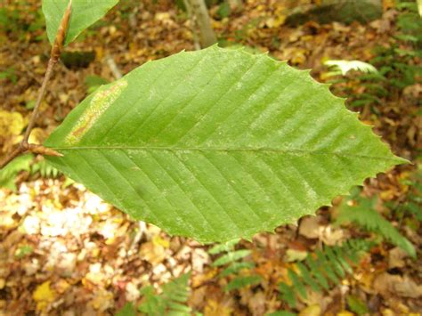 American Beech Common Native Trees Of Nova Scotia · Inaturalist Canada