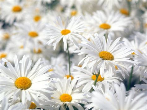 Most Beautiful Daisy Wallpapers Full Hd Pictures