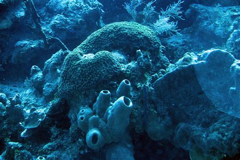 Tube Sponge Coral Reef 90 Feet Deep Tube Sponge On