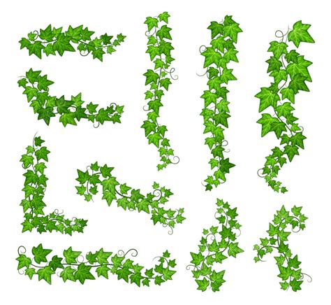 Ivy Green Leaves Plant Decoration Set Creepers Balcony Png And