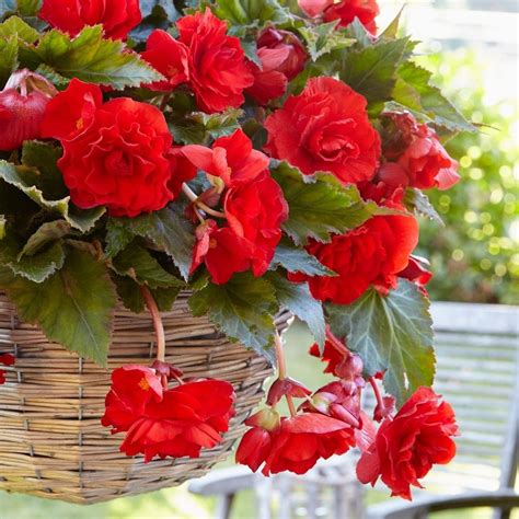 buy begonia tuber begonia pendula group red giant delivery by waitrose garden