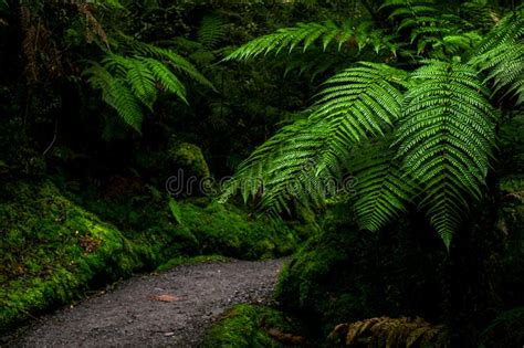 A Walkway Path In A Beautiful Greenery Nature In The Rainforest Stock