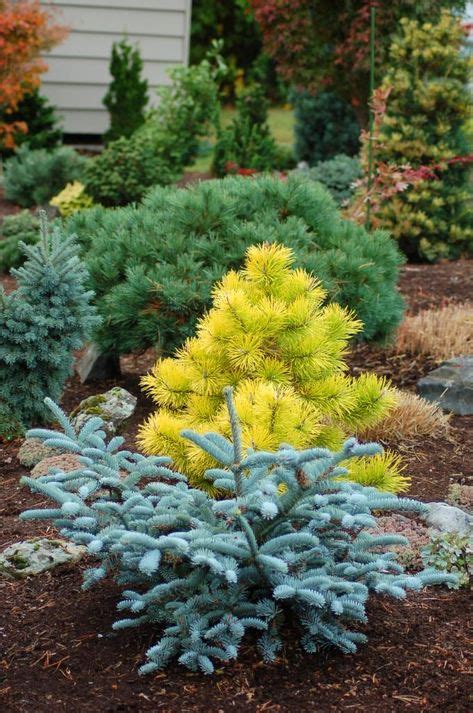 48 Blue Spruce Ideas Blue Spruce Shrubs Conifers Garden