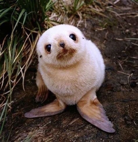 The World S Top 10 Cutest Wild Baby Animals Artofit