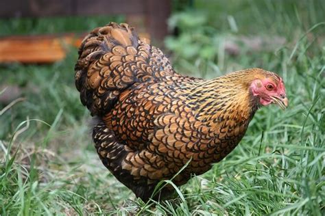 Golden Laced Wyandotte Breed Information And Owners Guide Chickens