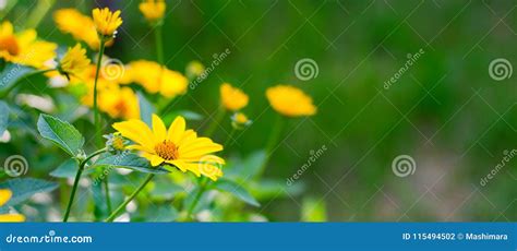 Yellow Summer Flowers Heliopsis Helianthoides Stock Photo Image Of