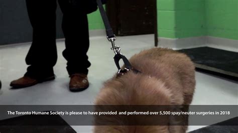 Toronto Humane Society Public Veterinary Services #WorldSpayDay - YouTube
