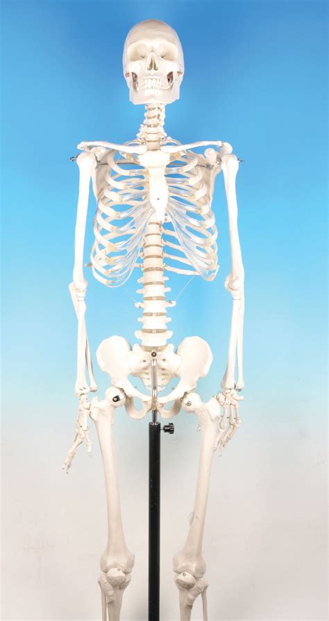 Model Human Skeleton - Superior — Eisco Labs