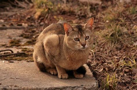 Chausie Cat Breed Information And Pictures PetGuide