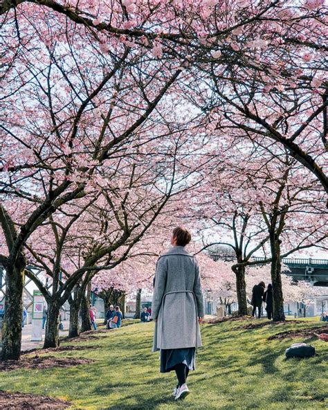 Cherry Blossom In Portland Top Spots For Early Spring Flowers
