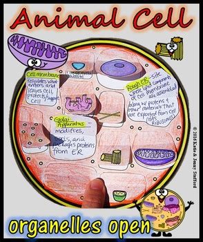 Check spelling or type a new query. Animal Cell Organelle Cut and Paste Foldable by Mrs G ...