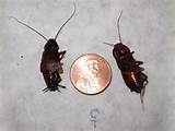 Pictures of Chinese Cockroach