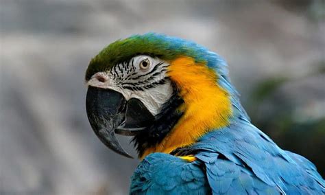 7 Best Talking Parrots Wooparrot
