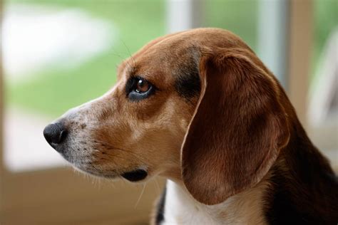 Download Cute Beagle Puppy With Big Ears Wallpaper