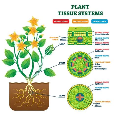 6 Types Of Plant Cells Their Characteristics Examples And Functions