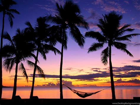Palm Tree Beach Sunset Desktop Background