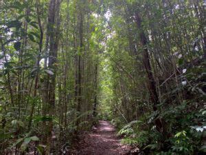 Ruta windin falls de senderismo en wooroonooran, queensland (australia). Hikers' Guide To Windin Falls: Atherton Tablelands ...