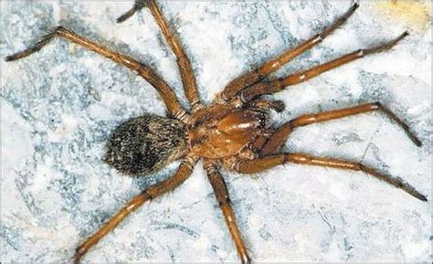 Spider Bites Washington State Wolf Spider