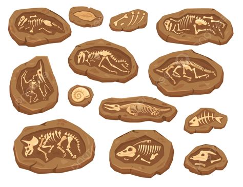 만화 공룡 화석 화석 공룡 화석 멸종 선사 시대 Png 일러스트 및 벡터 에 대한 무료 다운로드 Pngtree