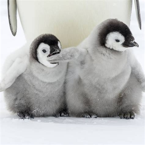 Baby Penguins Thats It Thats The Whole Post Rcute