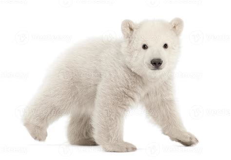 Polar Bear Cub Ursus Maritimus 3 Months Old Walking 839030 Stock