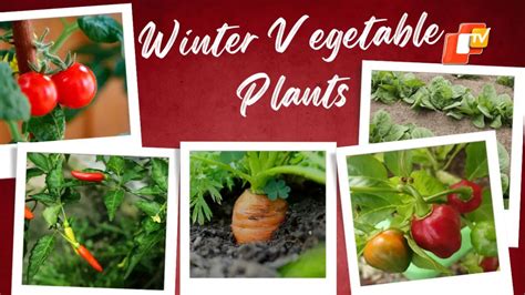 Gardening Tips 5 Suitable Vegetable Plants To Grow During Winter