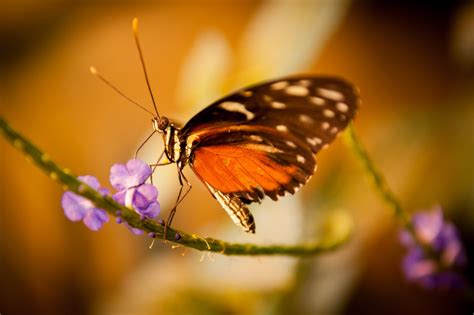 Beautiful Butterfly Imagespictures ~ Latest Images Free