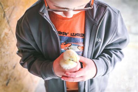 5 Easy Diy Chick Brooders You Can Make • The Prairie Homestead