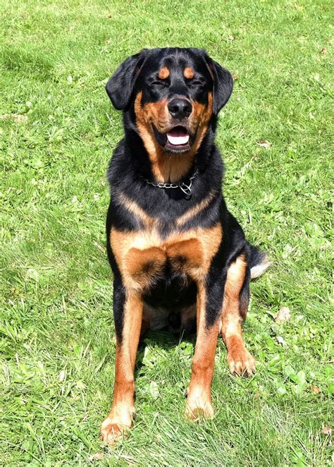 Golden retriever bis 61 cm / 36 kg beschreibung der golden retriever ist ein intelligenter, freudig arbeitender hund, dem auch extreme. Frodo (Hovawart, Rottweiler) | Mischling - Mix