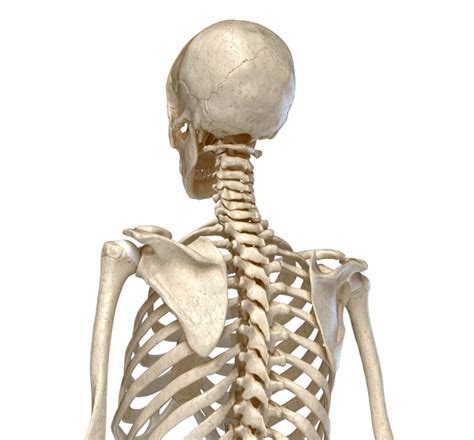 Menschliche Anatomie Skelettsystem Des Torso Stock Photo 27286798