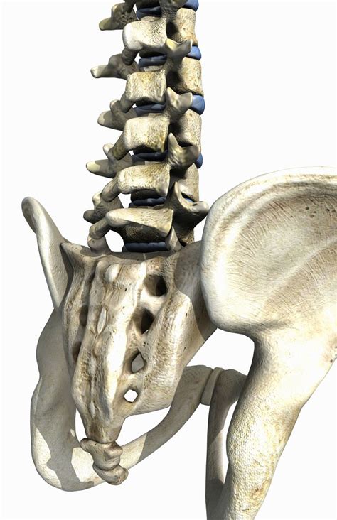The Lumbosacral Angle Your Spinal Curves And Your Back Pain