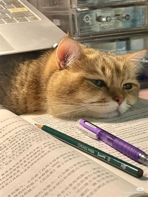 A Cat Laying On Top Of An Open Book Next To Two Pens And A Laptop
