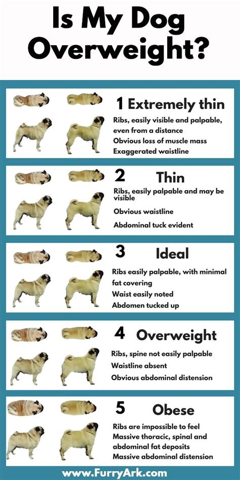 Is My Dog Overweight Easy And Quickly Charts To Know It Overweight