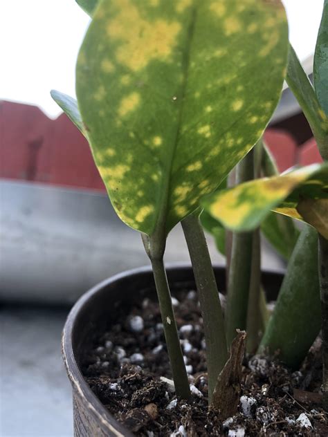 Whats Wrong With My Zz Plant It Has These Little Bugs Everywhere How