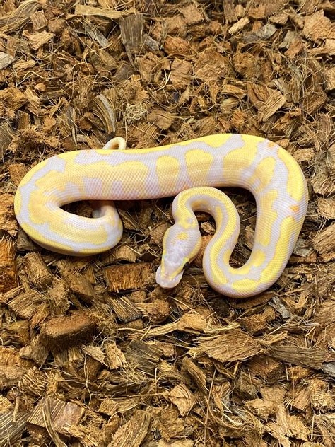 Banana Orange Dream Fire Het Pied Possible Yellow Belly Ball Python By Blue Line Morphs