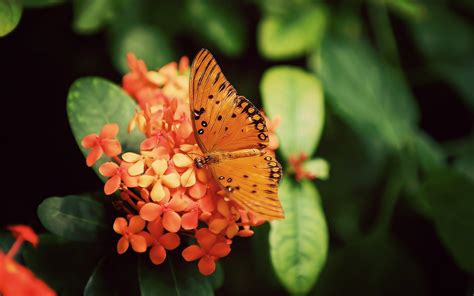Wallpaper 1920x1200 Px Butterfly Depth Field Flowers Insects