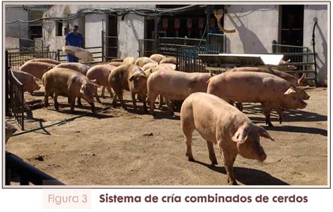Sector Porcino Y Su Bienestar Animal En México